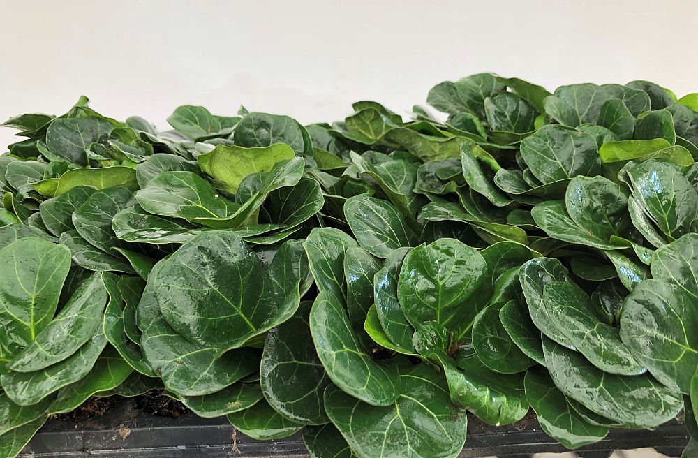 ficus-lyrata-fiddle-leaf-fig-ficus-pandurata