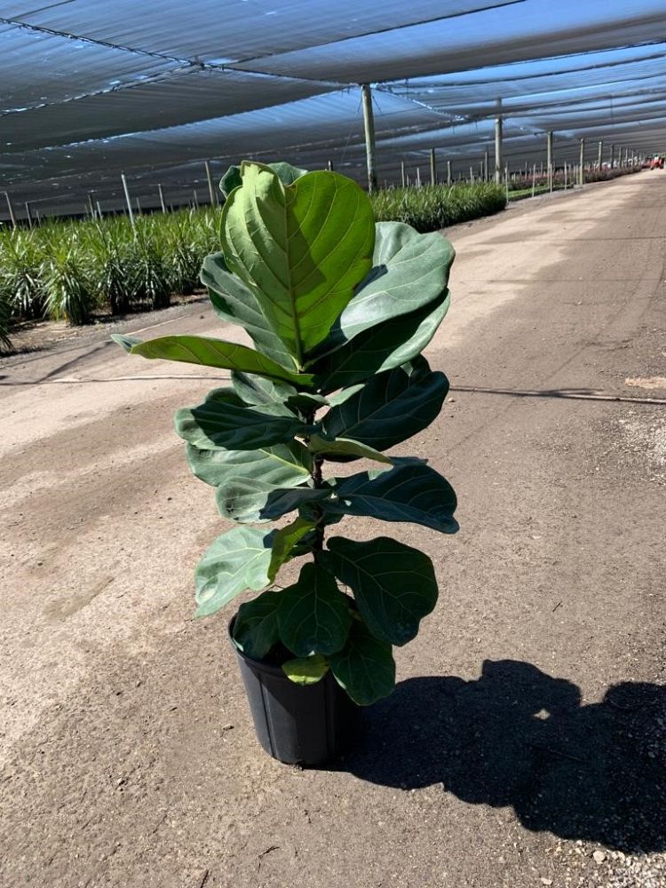 ficus-lyrata-fiddle-leaf-fig-ficus-pandurata