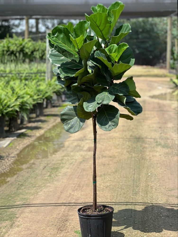 ficus-lyrata-fiddle-leaf-fig-ficus-pandurata