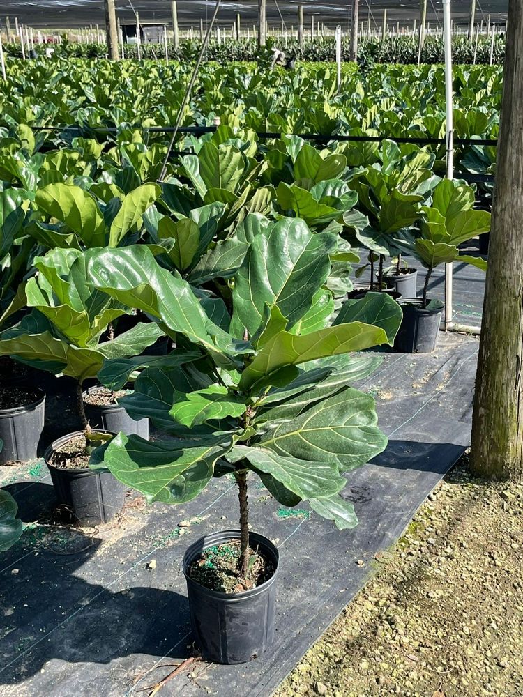 ficus-lyrata-fiddle-leaf-fig-ficus-pandurata