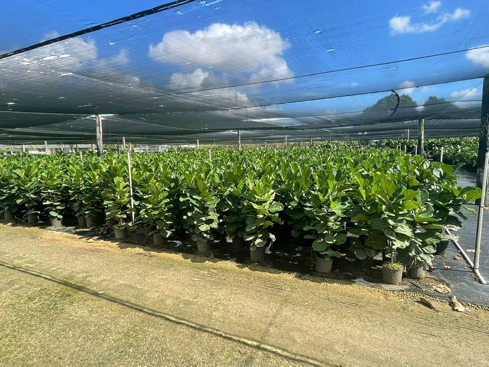 ficus-lyrata-fiddle-leaf-fig-ficus-pandurata