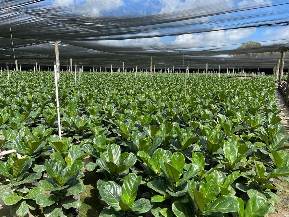 ficus-lyrata-fiddle-leaf-fig-ficus-pandurata