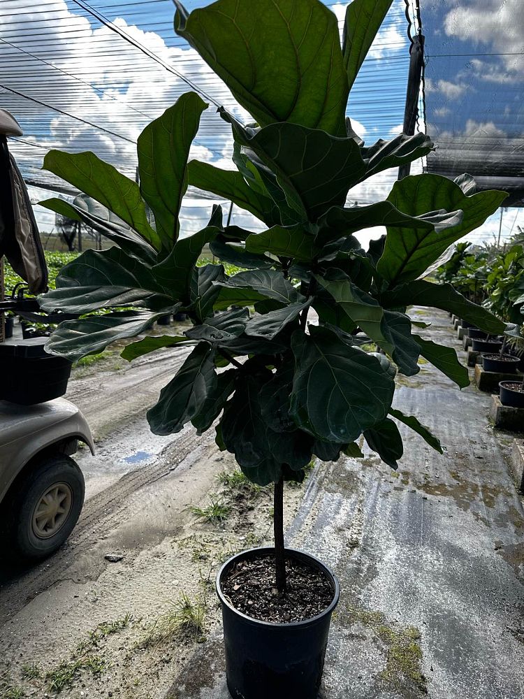 ficus-lyrata-fiddle-leaf-fig-ficus-pandurata