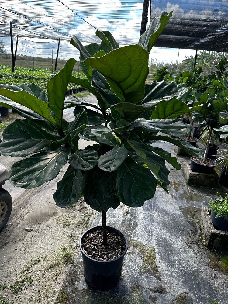 ficus-lyrata-fiddle-leaf-fig-ficus-pandurata