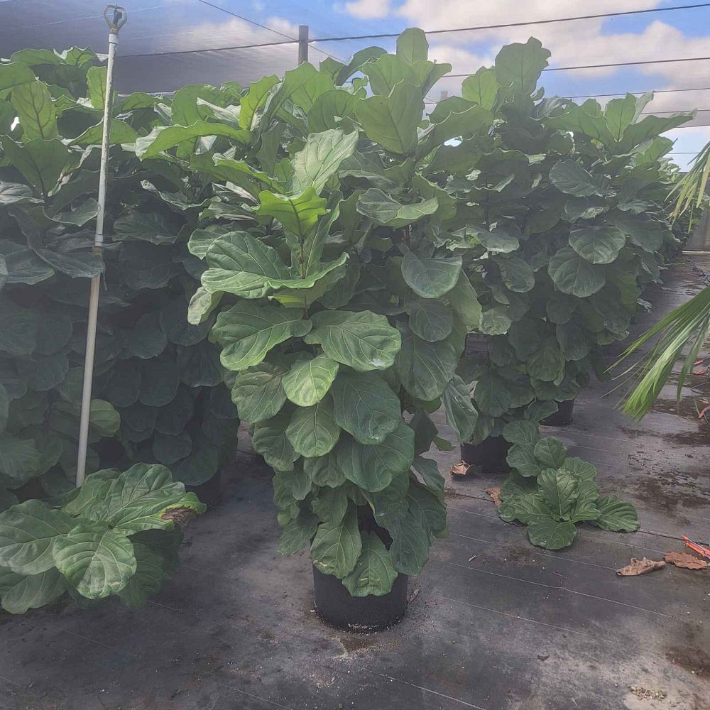 ficus-lyrata-fiddle-leaf-fig-ficus-pandurata