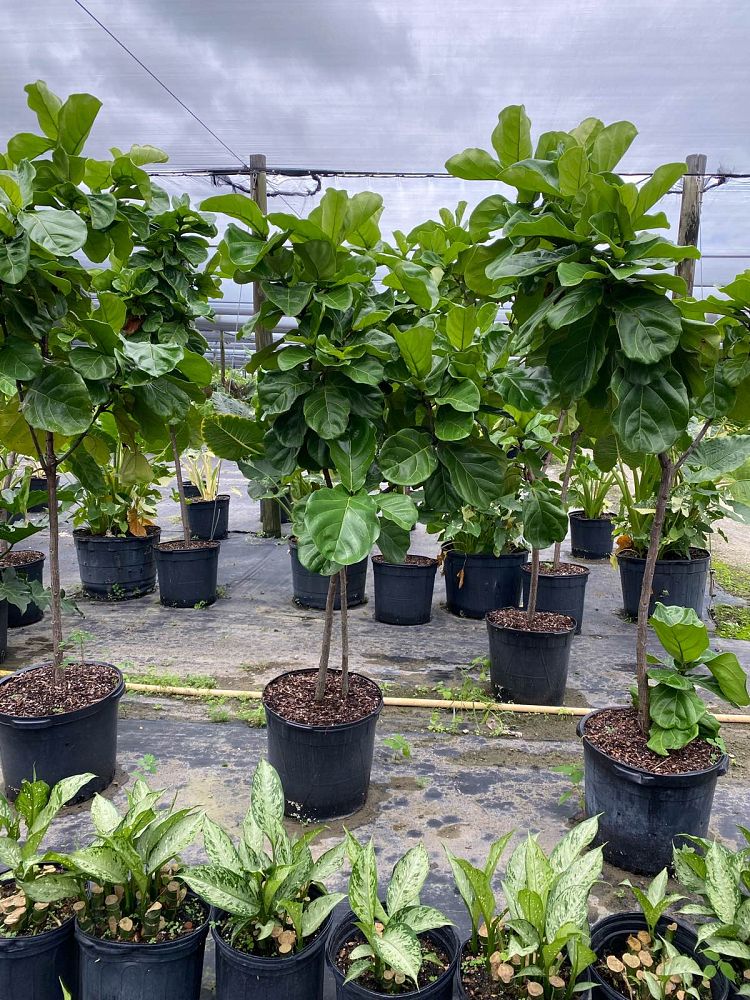 ficus-lyrata-fiddle-leaf-fig-ficus-pandurata