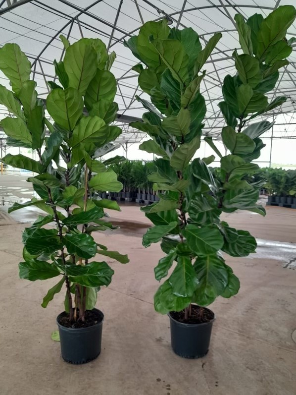 ficus-lyrata-fiddle-leaf-fig-ficus-pandurata
