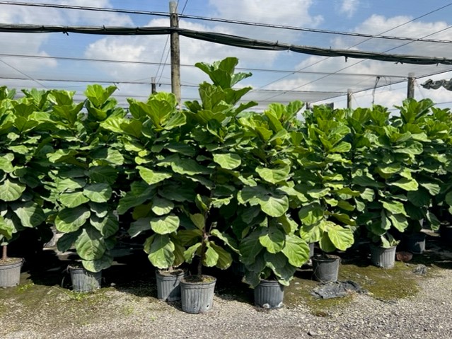ficus-lyrata-fiddle-leaf-fig-ficus-pandurata
