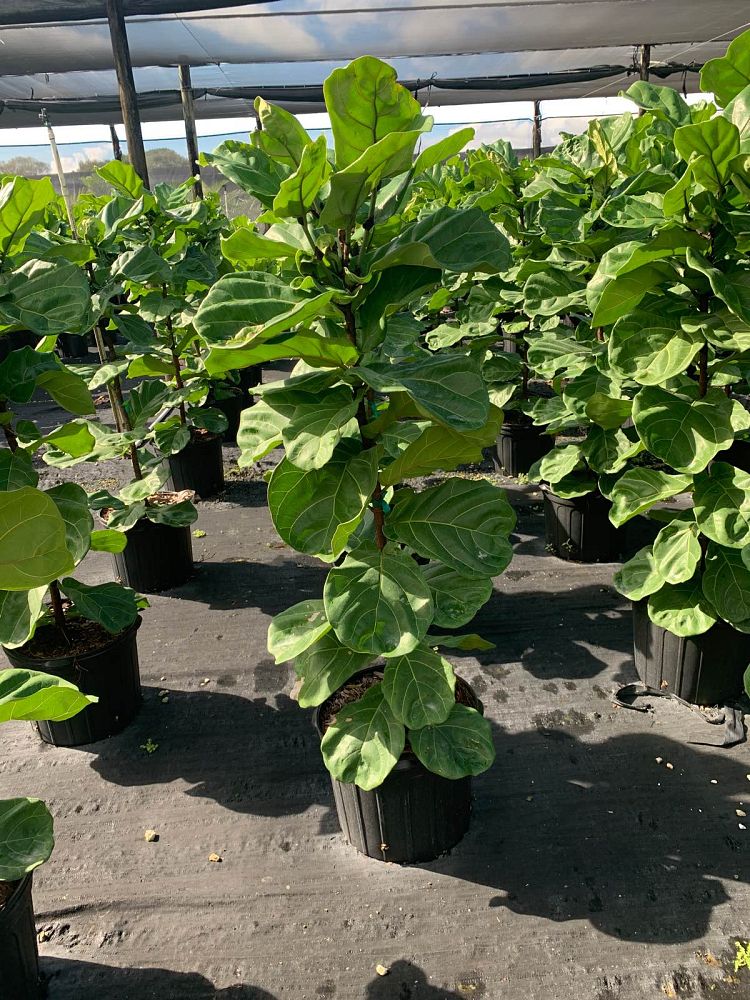 ficus-lyrata-fiddle-leaf-fig-ficus-pandurata