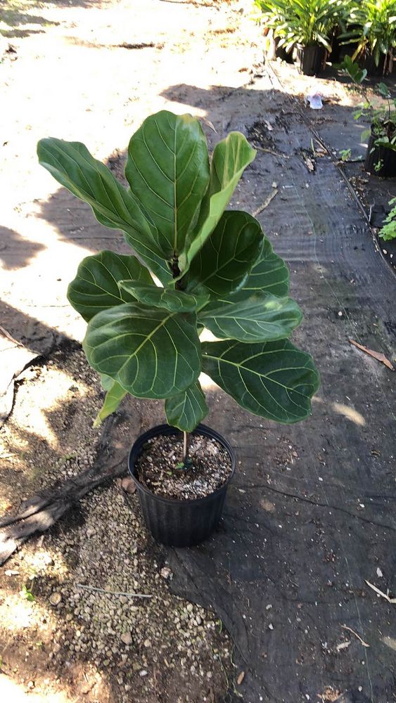 ficus-lyrata-fiddle-leaf-fig-ficus-pandurata