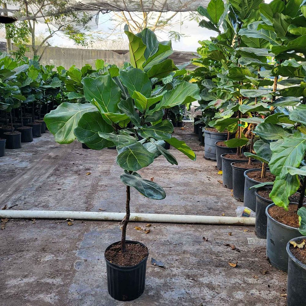 ficus-lyrata-fiddle-leaf-fig-ficus-pandurata