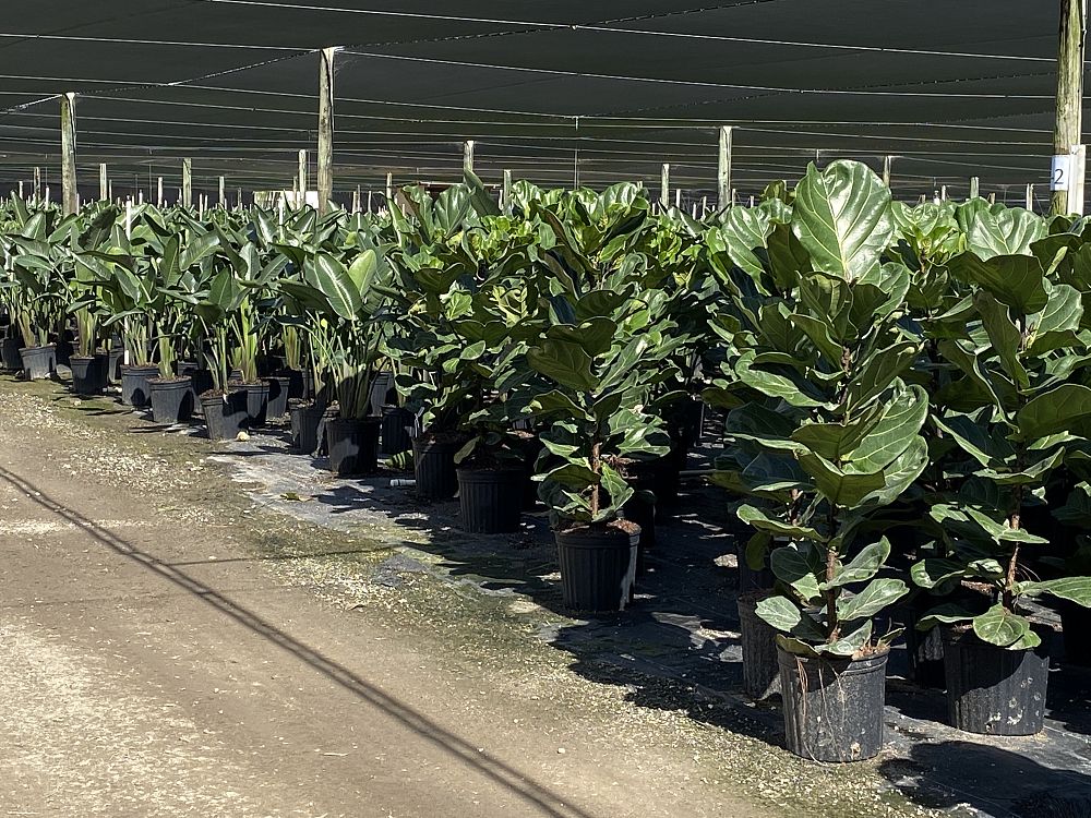 ficus-lyrata-fiddle-leaf-fig-ficus-pandurata