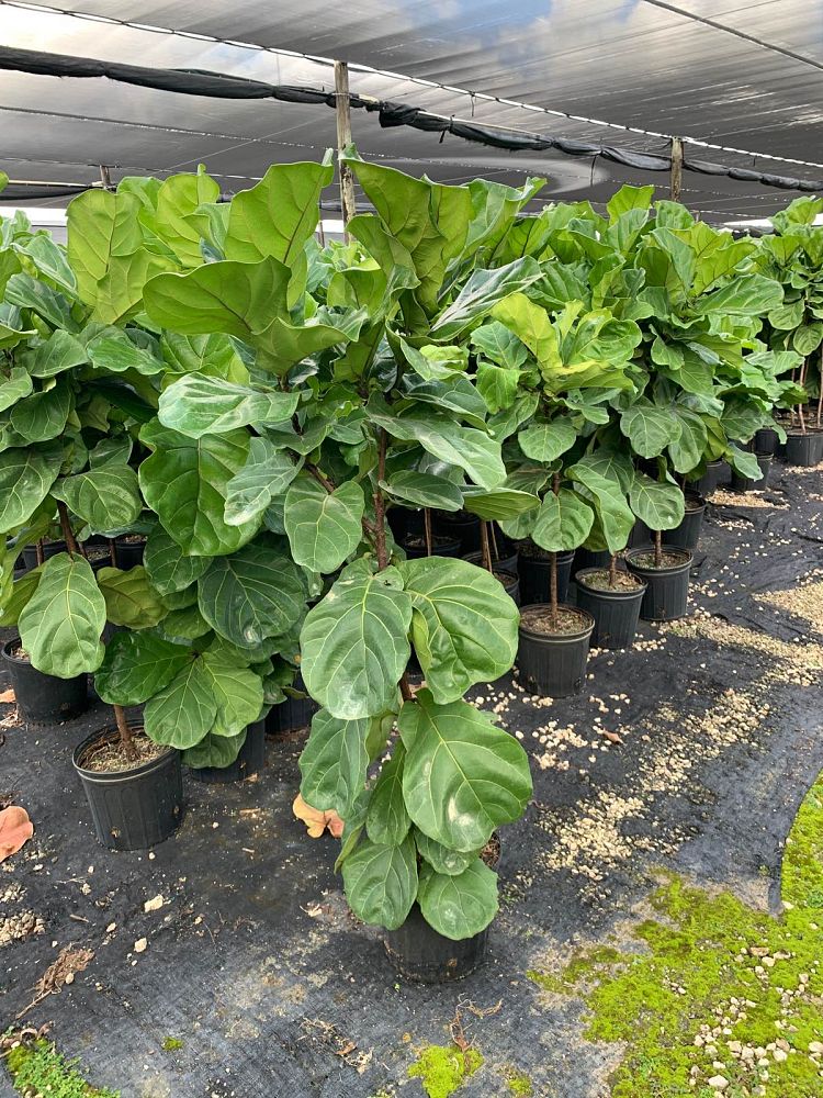 ficus-lyrata-fiddle-leaf-fig-ficus-pandurata