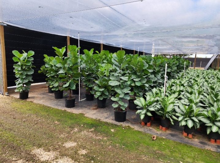 ficus-lyrata-fiddle-leaf-fig-ficus-pandurata