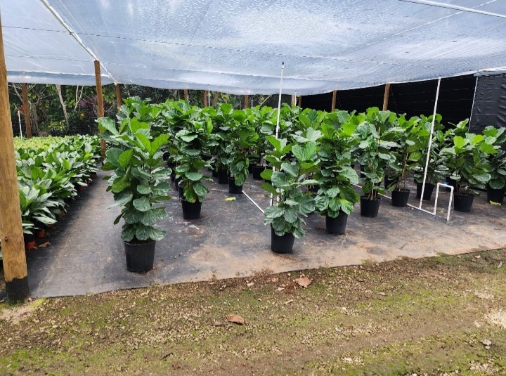 ficus-lyrata-fiddle-leaf-fig-ficus-pandurata