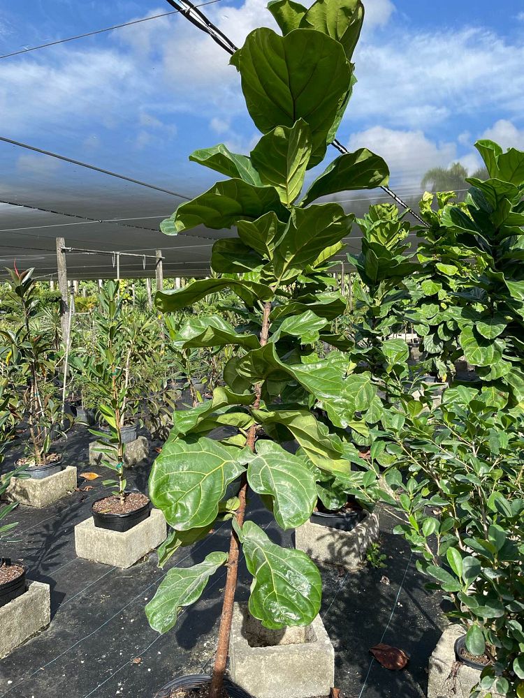 ficus-lyrata-fiddle-leaf-fig-ficus-pandurata