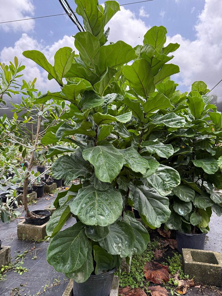 ficus-lyrata-fiddle-leaf-fig-ficus-pandurata