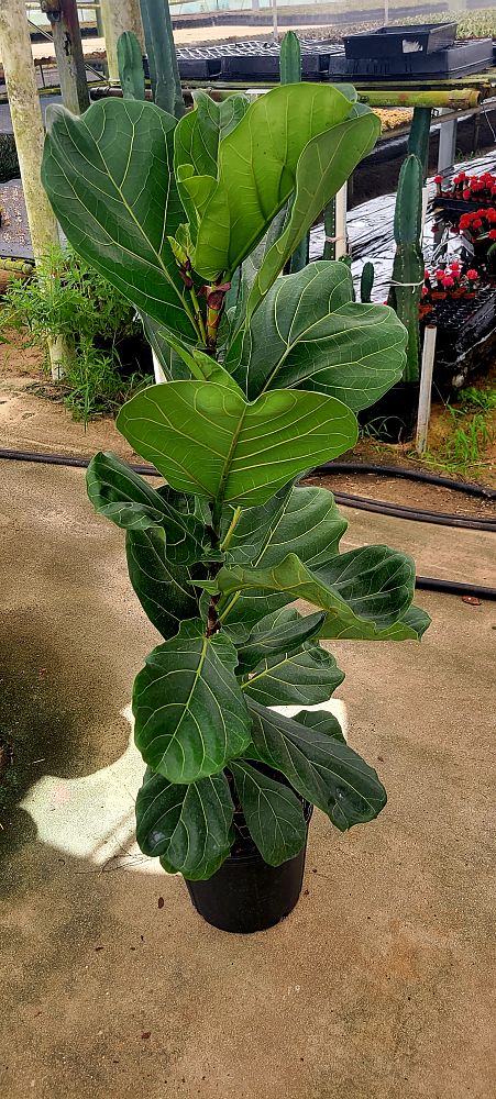 ficus-lyrata-fiddle-leaf-fig-ficus-pandurata