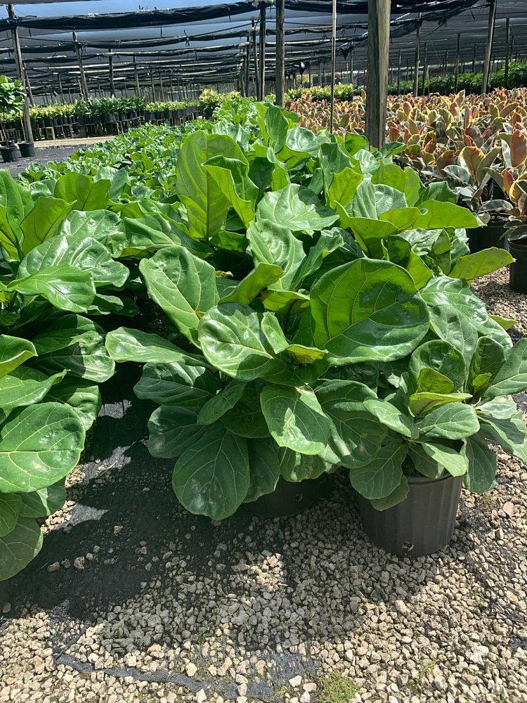 ficus-lyrata-fiddle-leaf-fig-ficus-pandurata