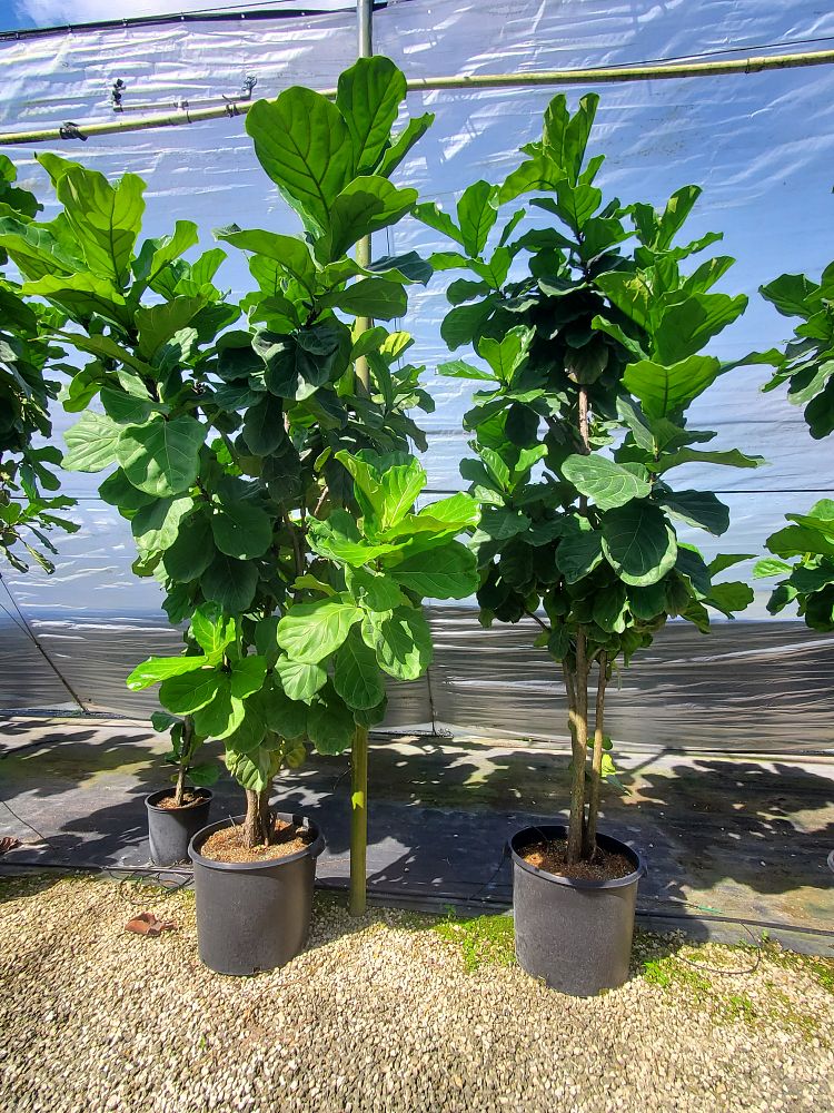 ficus-lyrata-fiddle-leaf-fig-ficus-pandurata