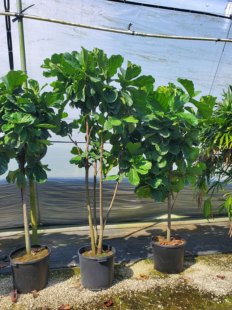 ficus-lyrata-fiddle-leaf-fig-ficus-pandurata