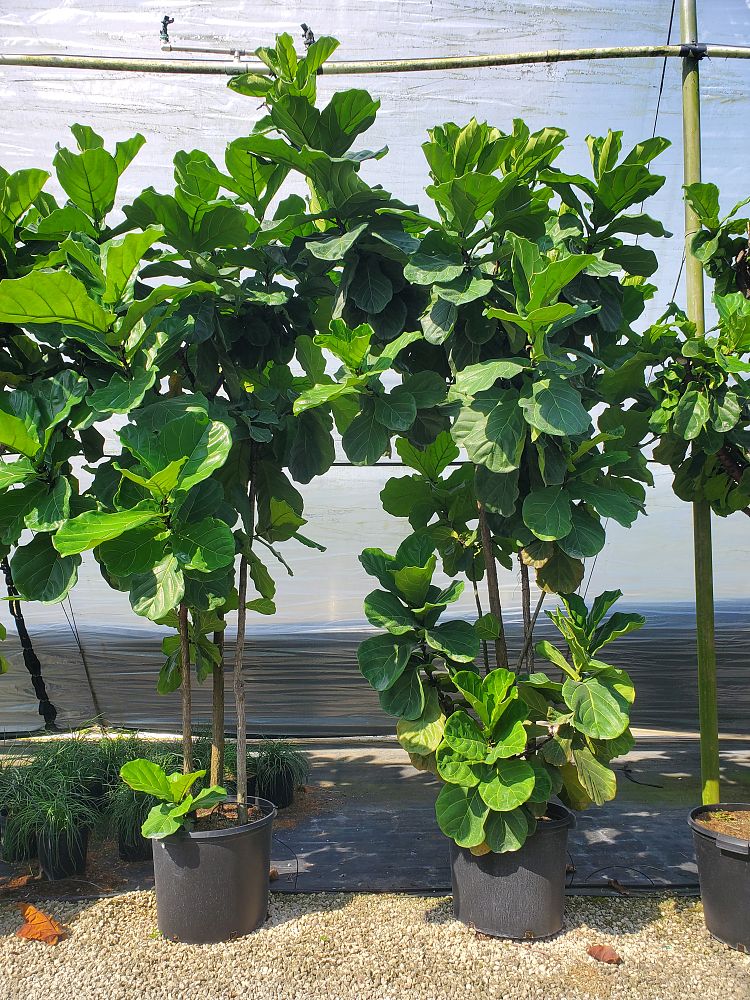 ficus-lyrata-fiddle-leaf-fig-ficus-pandurata
