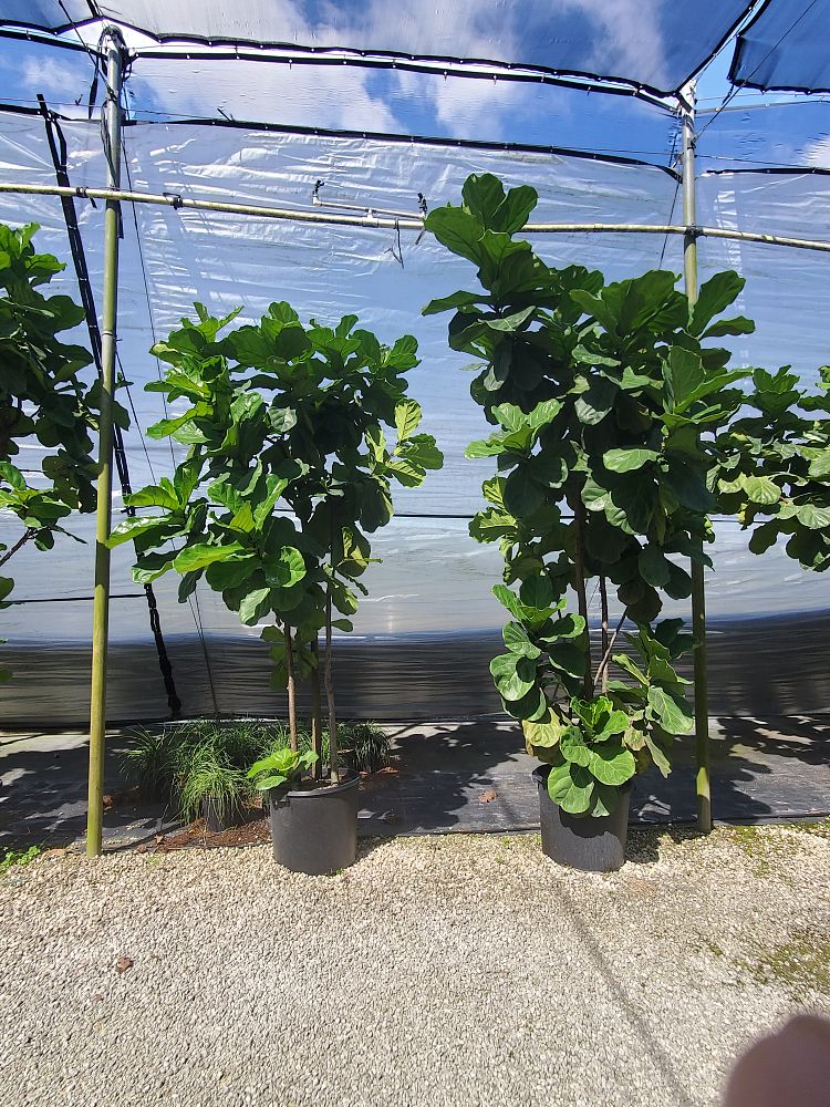 ficus-lyrata-fiddle-leaf-fig-ficus-pandurata