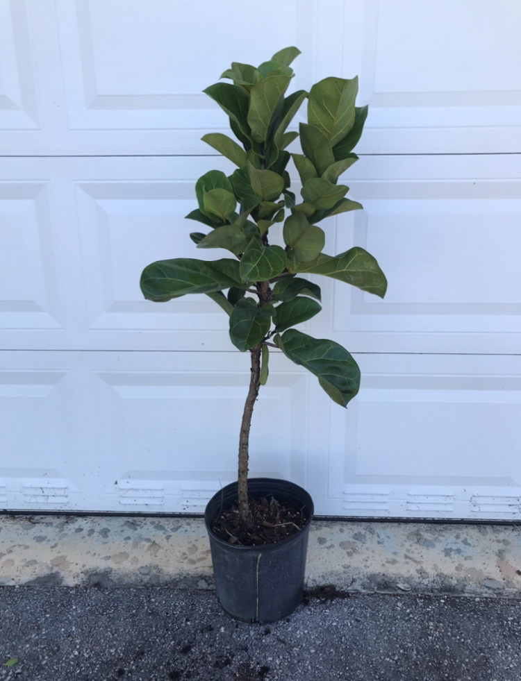 ficus-lyrata-fiddle-leaf-fig-ficus-pandurata