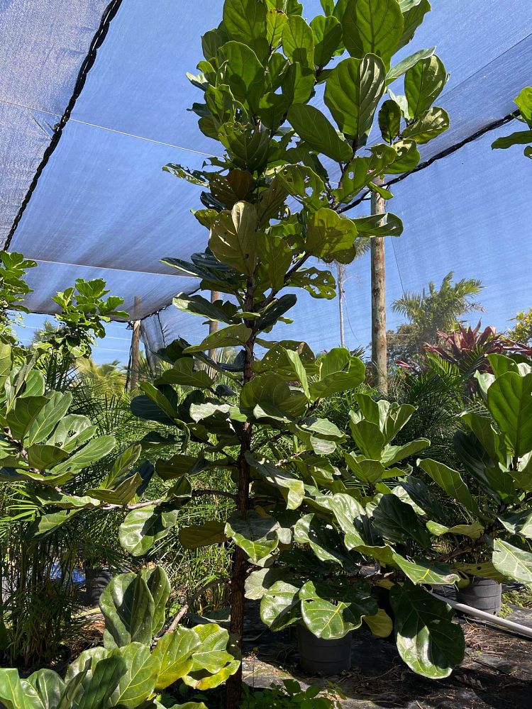 ficus-lyrata-fiddle-leaf-fig-ficus-pandurata