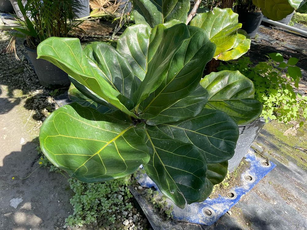 ficus-lyrata-fiddle-leaf-fig-ficus-pandurata