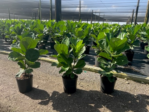 ficus-lyrata-fiddle-leaf-fig-ficus-pandurata