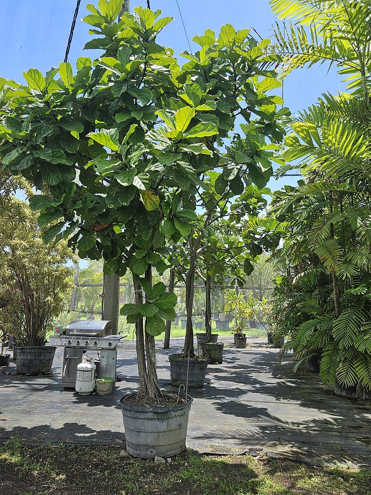 ficus-lyrata-fiddle-leaf-fig-ficus-pandurata