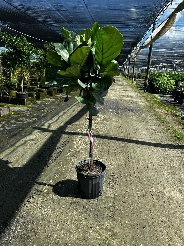 ficus-lyrata-fiddle-leaf-fig-ficus-pandurata