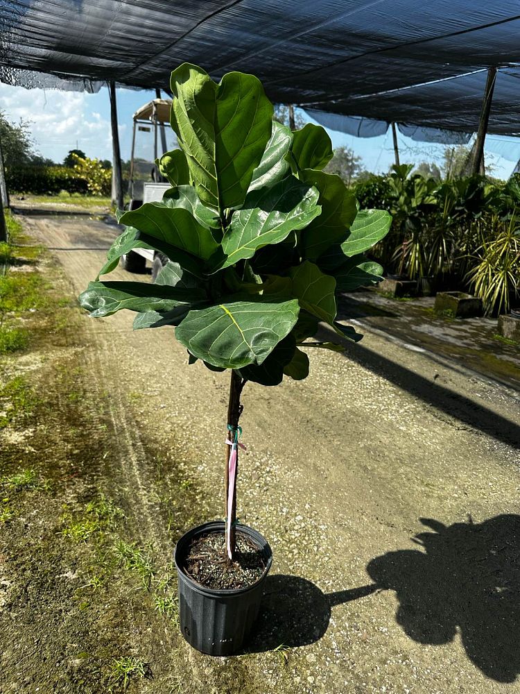 ficus-lyrata-fiddle-leaf-fig-ficus-pandurata