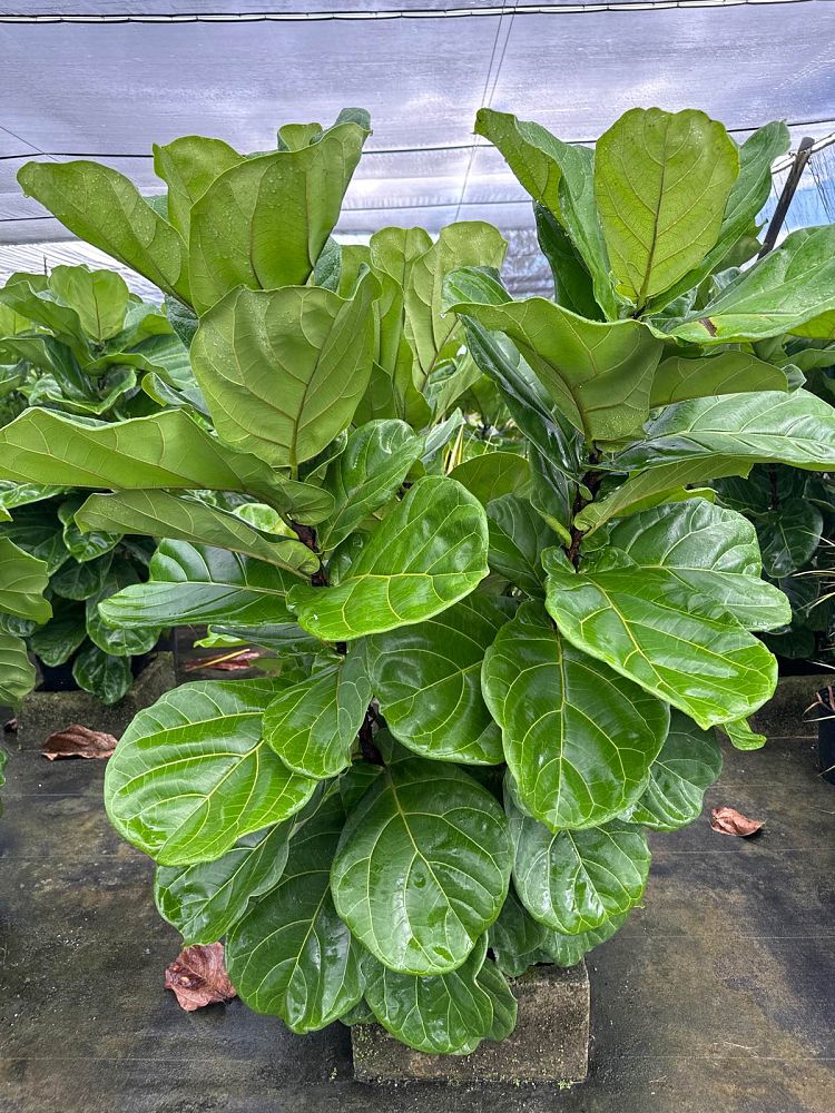 ficus-lyrata-fiddle-leaf-fig-ficus-pandurata