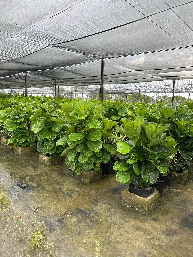 ficus-lyrata-fiddle-leaf-fig-ficus-pandurata