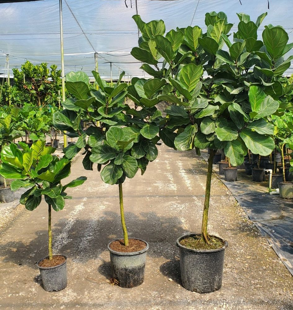 ficus-lyrata-fiddle-leaf-fig-ficus-pandurata
