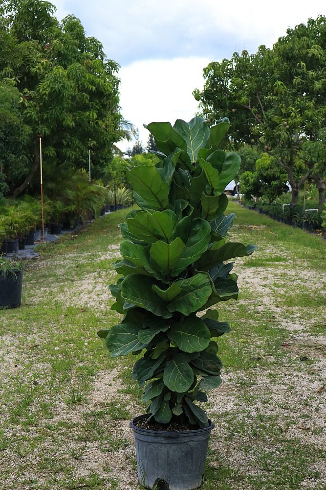 ficus-lyrata-fiddle-leaf-fig-ficus-pandurata