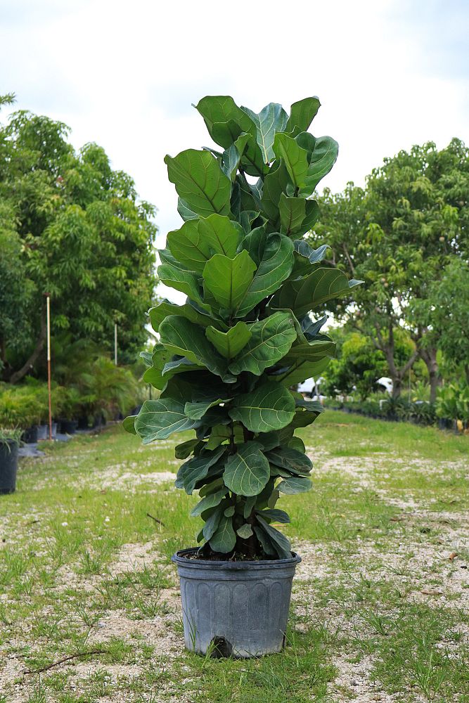 ficus-lyrata-fiddle-leaf-fig-ficus-pandurata