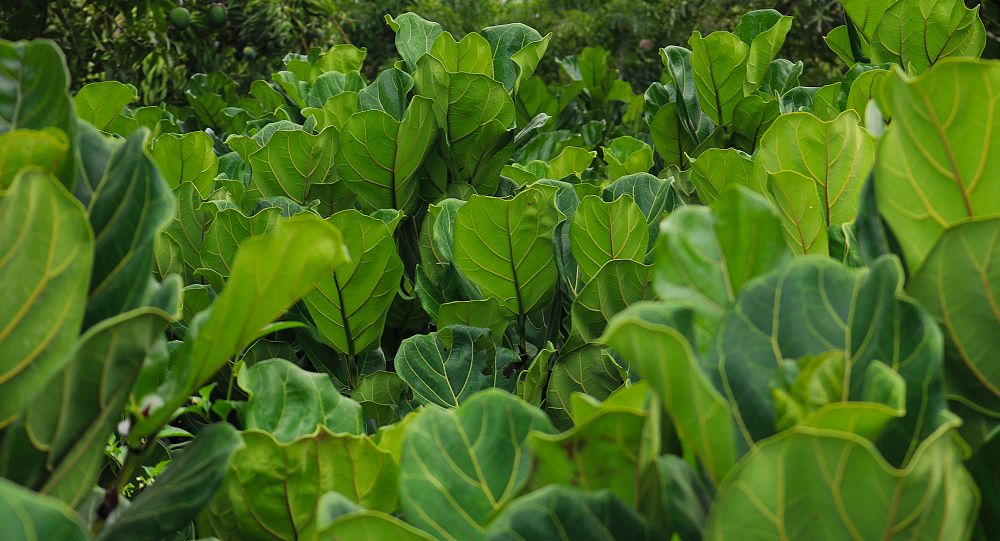 ficus-lyrata-fiddle-leaf-fig-ficus-pandurata