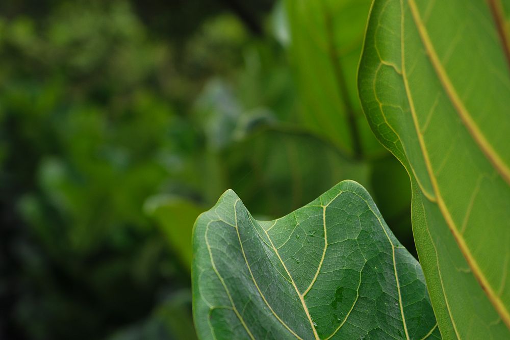 ficus-lyrata-fiddle-leaf-fig-ficus-pandurata
