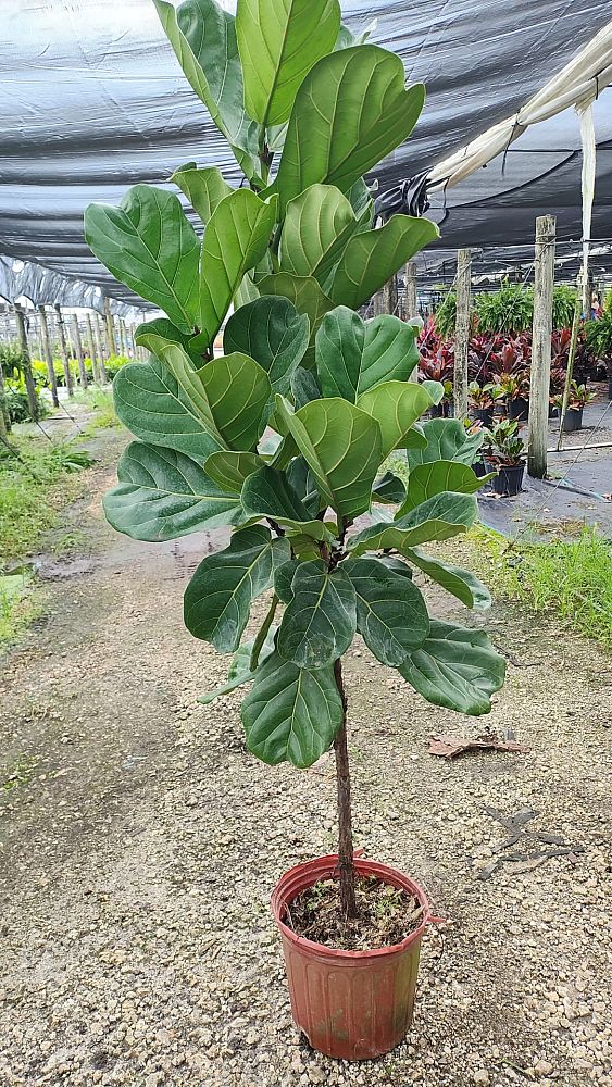 ficus-lyrata-fiddle-leaf-fig-ficus-pandurata