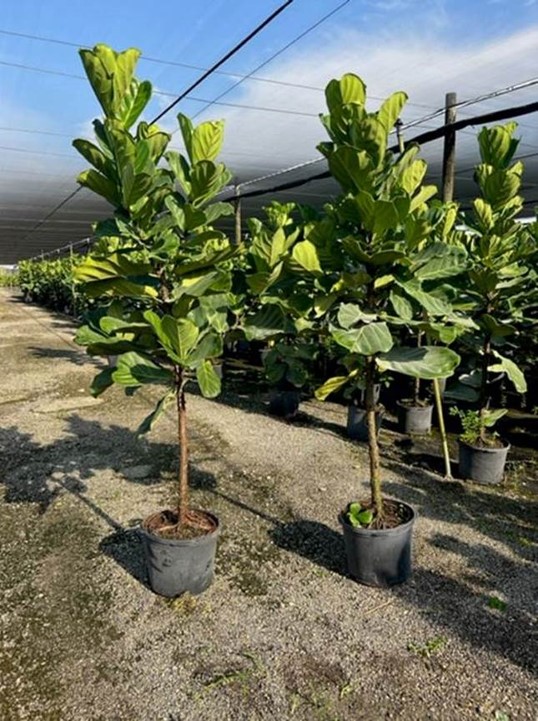 ficus-lyrata-fiddle-leaf-fig-ficus-pandurata