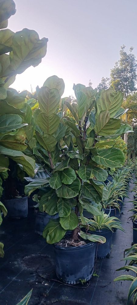 ficus-lyrata-fiddle-leaf-fig-ficus-pandurata