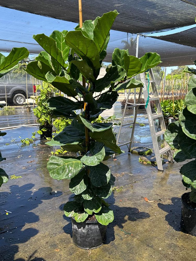 ficus-lyrata-fiddle-leaf-fig-ficus-pandurata