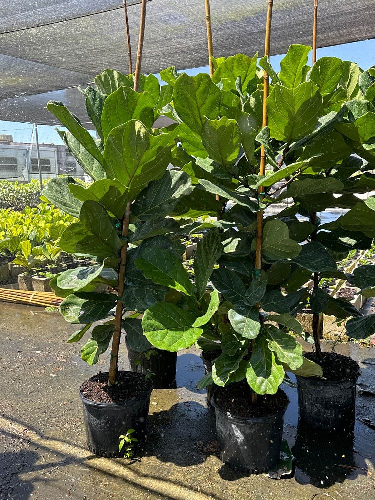 ficus-lyrata-fiddle-leaf-fig-ficus-pandurata