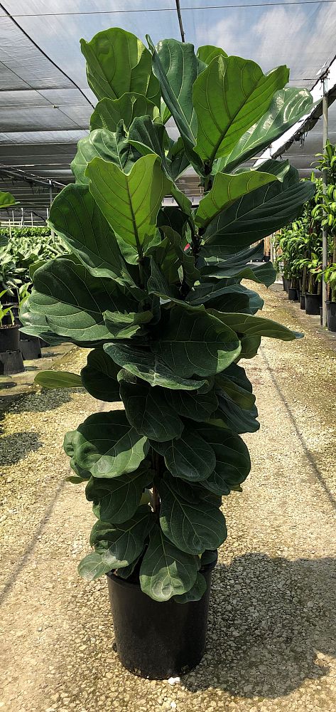 ficus-lyrata-fiddle-leaf-fig-ficus-pandurata