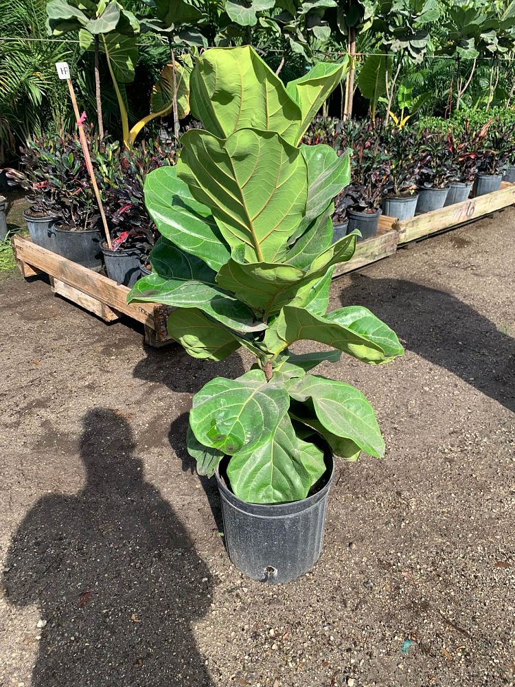 ficus-lyrata-fiddle-leaf-fig-ficus-pandurata
