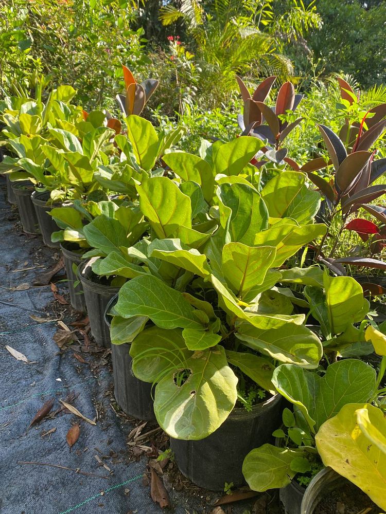 ficus-lyrata-fiddle-leaf-fig-ficus-pandurata