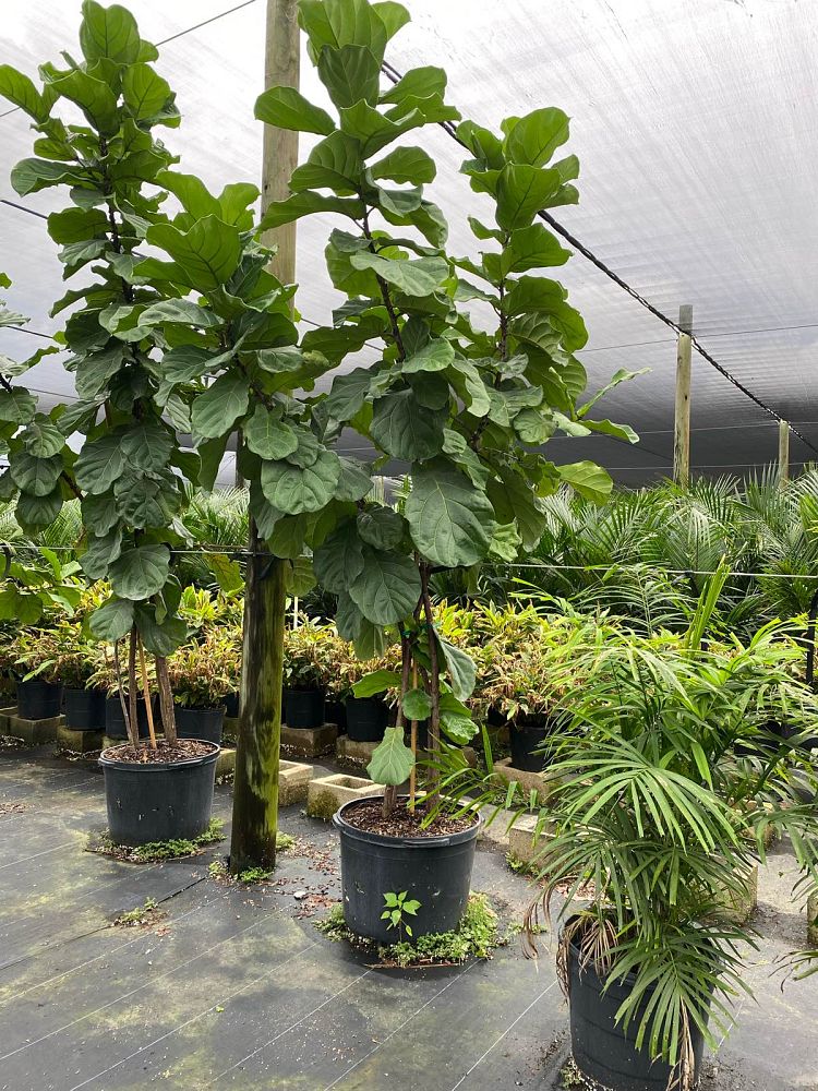 ficus-lyrata-fiddle-leaf-fig-ficus-pandurata